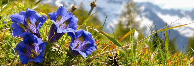 5 Things to Do to Make the Most of Your Wildflower Holidays
