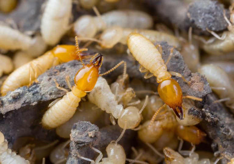 Why Termite Control Is Your Best Option