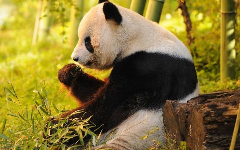 China Panda Tours are about Nature, History, and More: Here’s Everything to Know