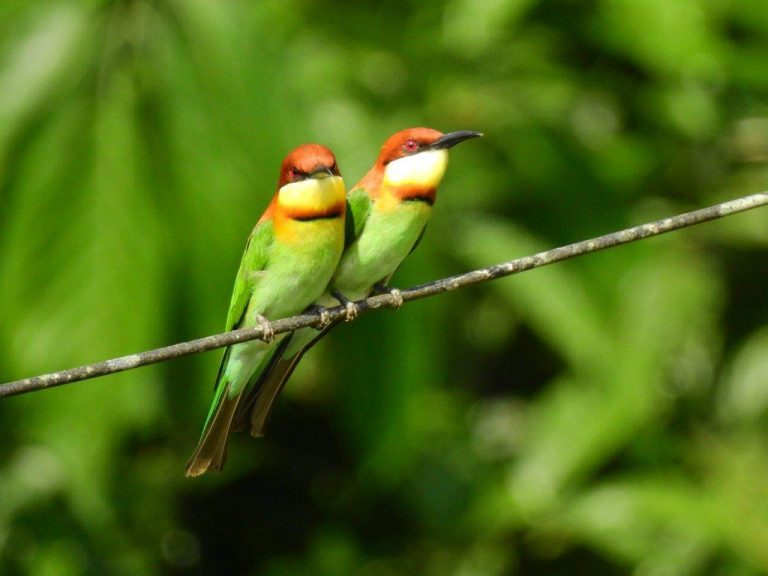 Why should parents plan out a birding tour China for their kids?